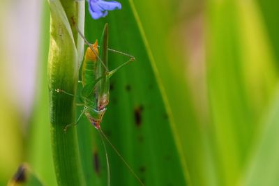 Meadow katydid
