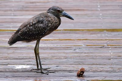 Juvenile yellow-crowned night heron