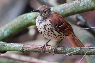 Brown thrasher