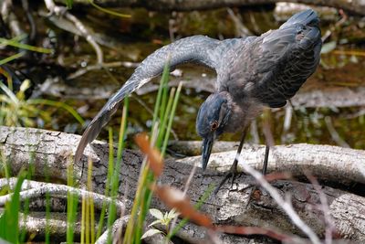 Juvenile yellow-crowned night heron