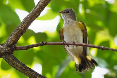 American redstart