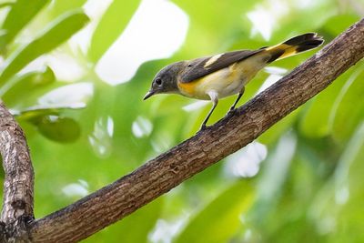 American redstart