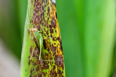 Meadow katydid
