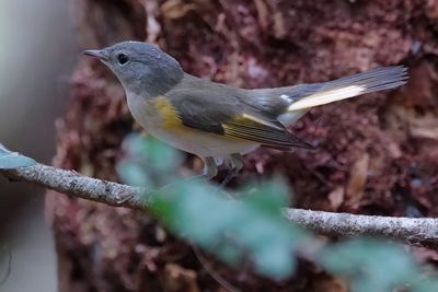 American redstart