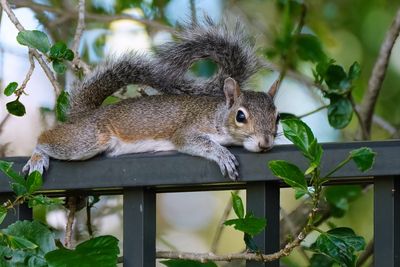 Squirrel cooling off on a metal fence