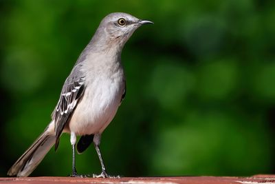 Northern mockingbird