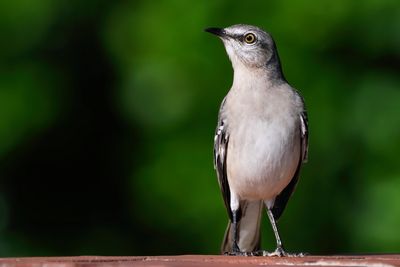 Northern mockingbird