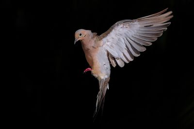 Mourning dove landing