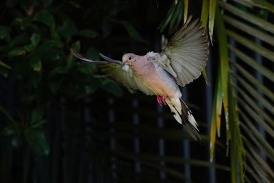 Mourning dove in flight