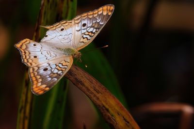 White peacock butterfly