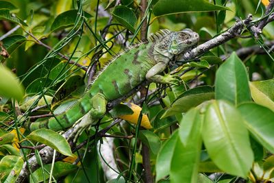 Iguana relaxing on a branch
