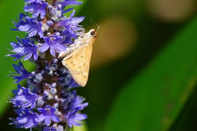 Skipper on a purple flower
