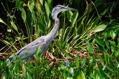 Great blue heron