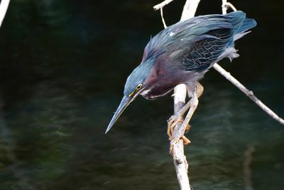 Green heron