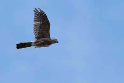 Cooper's hawk
