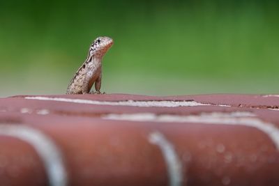 Juvenile northern curly-tailed lizard