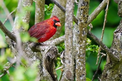 Northern cardinal