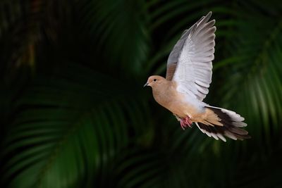 Mourning dove in flight