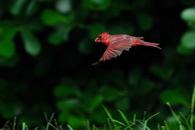 Northern cardinal in flight