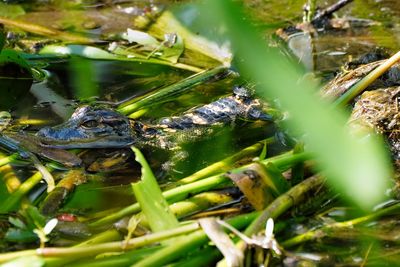 Baby alligator