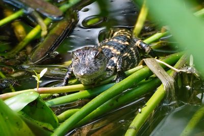 Baby alligator