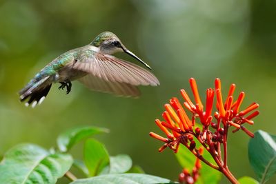 Ruby-throated hummingbird