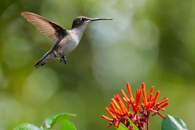 Ruby-throated hummingbird