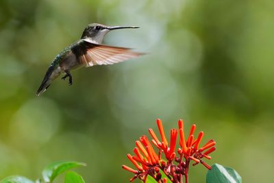 Ruby-throated hummingbird