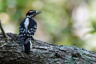 Downy woodpecker
