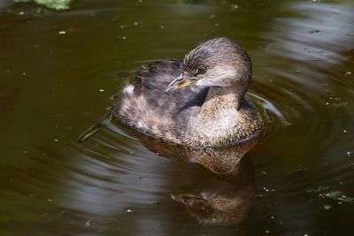 Pied billed grebe