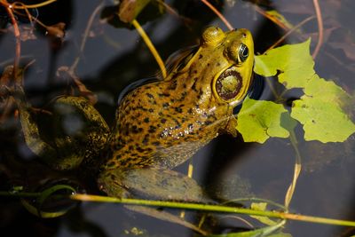 Pig frog