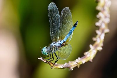 Blue dasher dragonfly