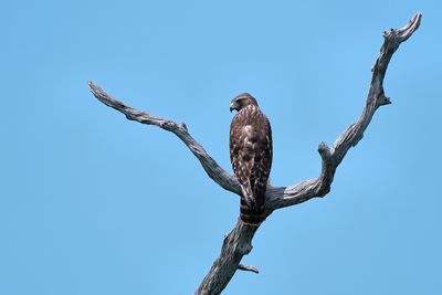 Red-shouldered hawk