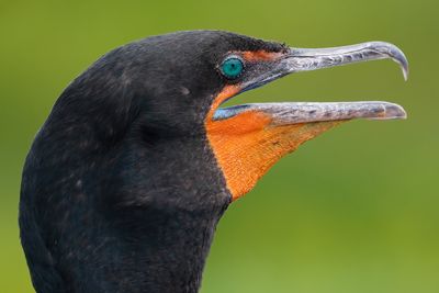 Cormorant closeup
