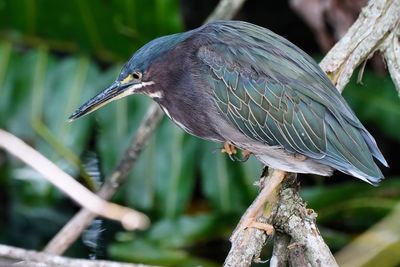 Green heron