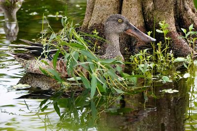 Northern shoveler - male