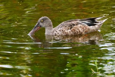 Northern shoveler - female