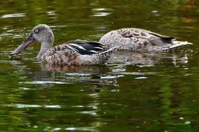 Northern shoveler male