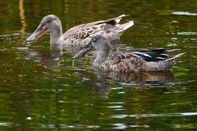 Northern shoveler male and female
