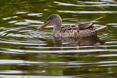Northern shoveler - female