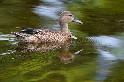 Northern shoveler - female