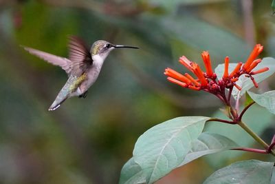 Ruby-throated hummingbird