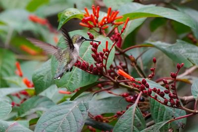Ruby-throated hummingbird