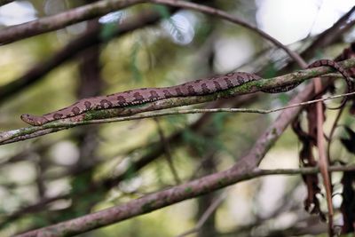 Brown water snake on a branch