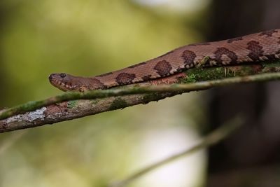 Brown water snake on a branch