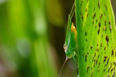 Meadow katydid