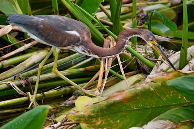 Juvenile tricolored heron