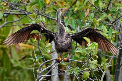 Female anhinga drying off