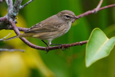 Palm warbler