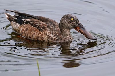 Northern shoveler - male